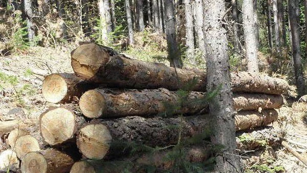 Износителите на дървесина излизат на нов протест, поставят ултиматуми