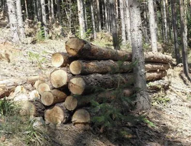 Прекратиха дейността на цех за преработка на дървесина в землището на Суходол
