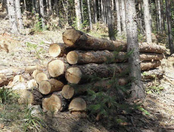 БСП с революционни промени за горите - реален мораториум и следене на дървесина
