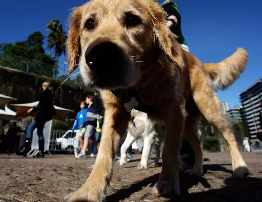 Кучета ще тестват пътници за коронавирус на летището в Хелзинки 