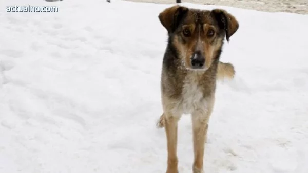 В Сочи наеха фирма, която да умъртвява бездомните кучета