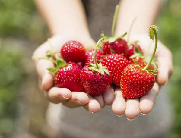 Големи щети и загуби очакват тази година производителите на ягоди в девинското село Осиково