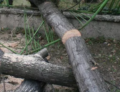 Кметството в Бургас предлага половин милион обезщетение за убит от старо дърво