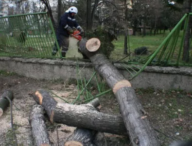 Близо 50 сигнала за паднали клони и дървета в столицата за часове