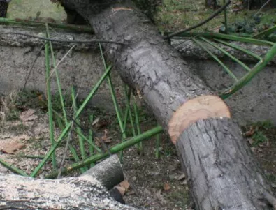Дърво падна върху жилищен блок в Казанлък