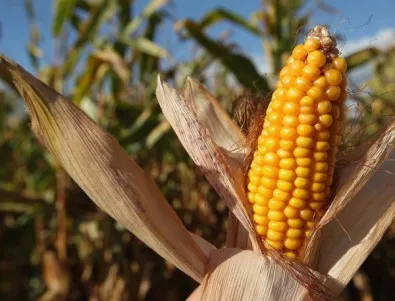 Monsanto гледаше ГМО царевица у нас, припомня Павел Кърлев