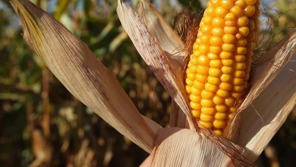 Monsanto гледаше ГМО царевица у нас, припомня Павел Кърлев
