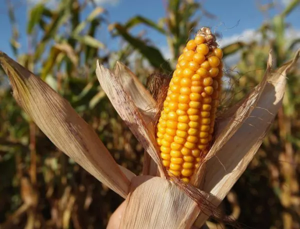 Унгария унищожи 1000 акра ГМО царевица