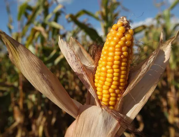 Страните от ЕС няма да могат да забраняват ГМО на национално ниво