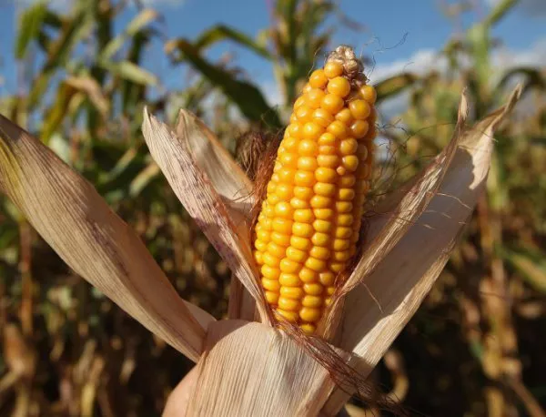 Започнаха преговори за отглеждане на още две ГМО царевици в ЕС