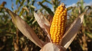 В някои части на страната добивът на царевица ще е нулев