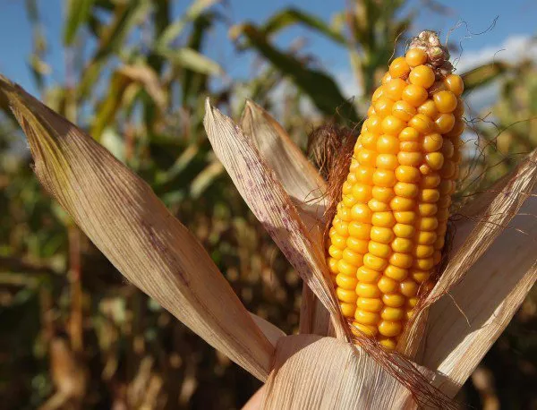 Спорна поправка в закон носи загуби за биопроизводителите