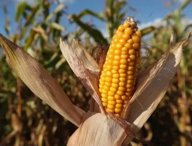 ЕП се противопостави на ЕК заради ГМО царевицата 