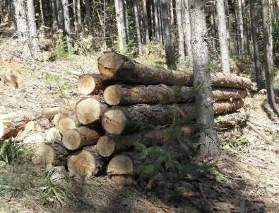 Мораториумът за износ на дървесина ще влезе в сила през април