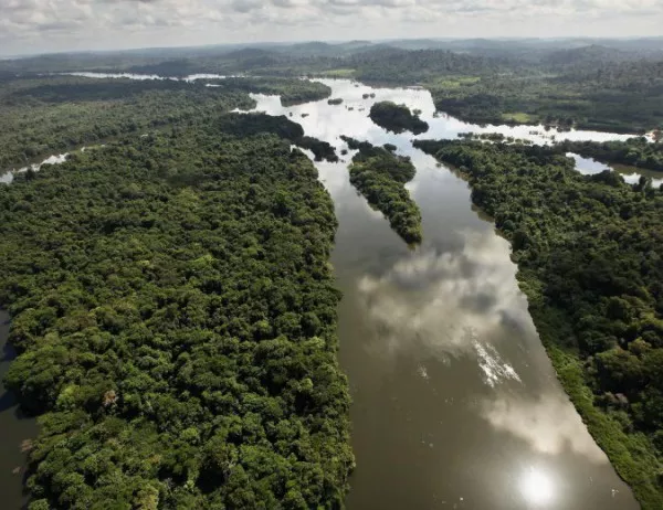 Изсечените гори в Бразилия само за година - колкото 1 млн. футболни игрища