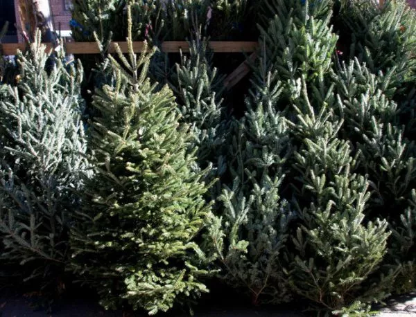 Купуваме все повече живи елхи за Коледа