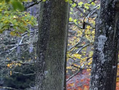 Махат опасните дървета в София