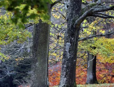 В Пловдив създават регистър на дърветата столетници