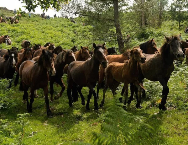Риск от катастрофи в Пазарджишко заради безпризорни коне