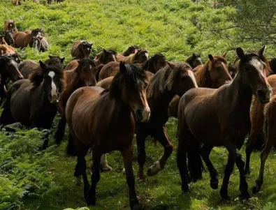 Още коне от стадото на Пищалов са открити в Осоговската планина