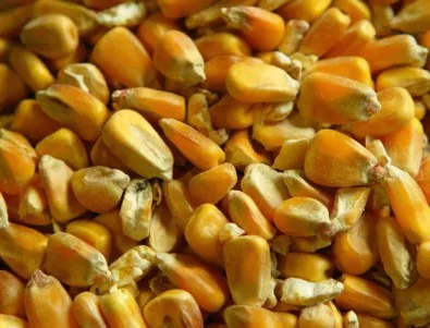 Франция забрани ГМО царевицата