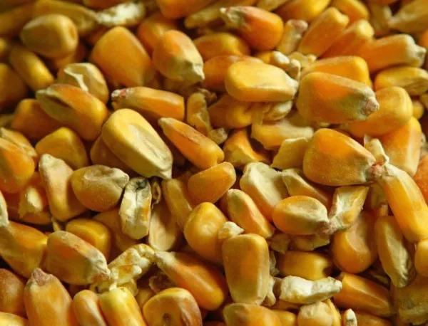 Франция забрани ГМО царевицата