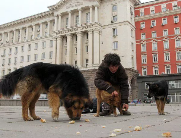 20 000 кучета са кастрирани в столицата от 2012 г. насам