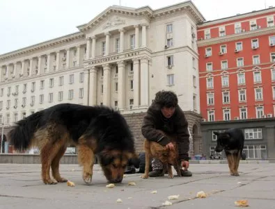Столична община плаща сериозни обезщетения заради кучета и тротоари