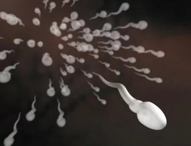 Откриха сперма на 17 млн. години