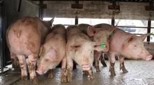 Африканска чума може да плъзне по свинете в България 