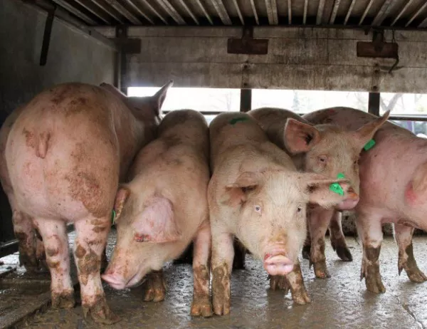 Предприемат се спешни мерки за предотвратяване появата на африканска чума по свинете 