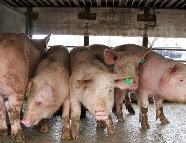 Поставят се табели, предупреждаващи за африканска чума по свинете