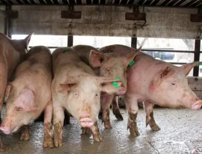 Засилват мерките срещу чумата по свинете в Ловешко