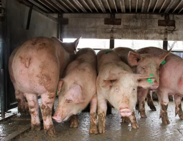 Остават превантивните мерки срещу чумата по свинете в Плевен