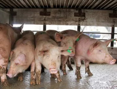 Собственици на свине излязоха на протест край село Тутраканци