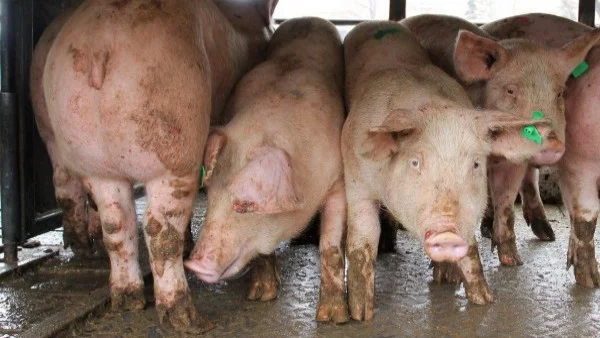 Африканска чума покоси диви прасета в Каварненско