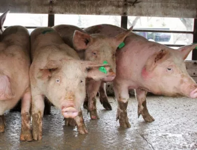 БАБХ: Африканската чума заплашва свиневъдния бизнес в България