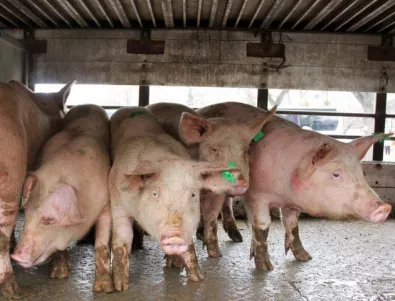 Умъртвяват всички домашни свине, засегнати от африканска чума в Новачене