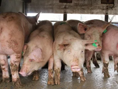 Откриха огнище на африканска чума в стопанство със 17 000 свине