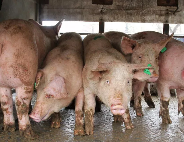 Откриха огнище на африканска чума в стопанство със 17 000 свине