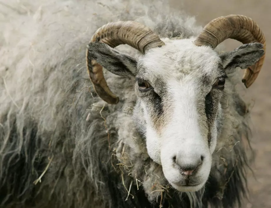 Знаете ли... колко струва най-скъпият овен в света?