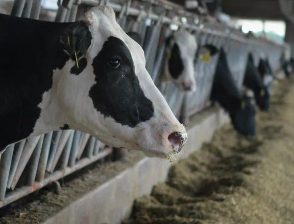 ЕК няма да компенсира млекопроизводителите за загубите от руското ембарго
