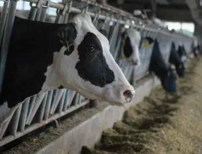 Млекопроизводителите готвят протести през февруари