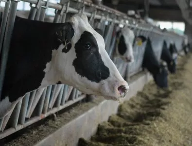 Много ферми продават млякото си в сивия сектор