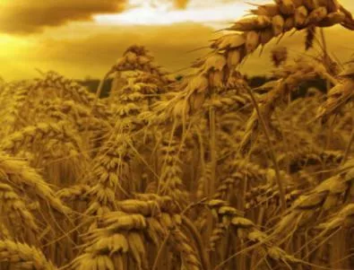Производители във Видин задържат пшеницата в очакване на по-висока цена