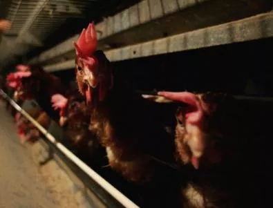 Конкурс за красота за кокошки в Саудитска Арабия