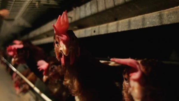 ОАЕ забраниха вноса на пилешки продукти от България