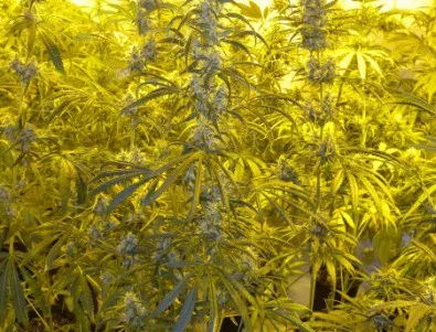 Ямайка легализира марихуаната