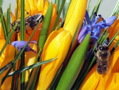 Учени са поставили раници на гърба на пчели, за да ги изследват