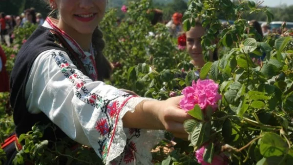 1 млн. лв. от държавата за нов музей на розата